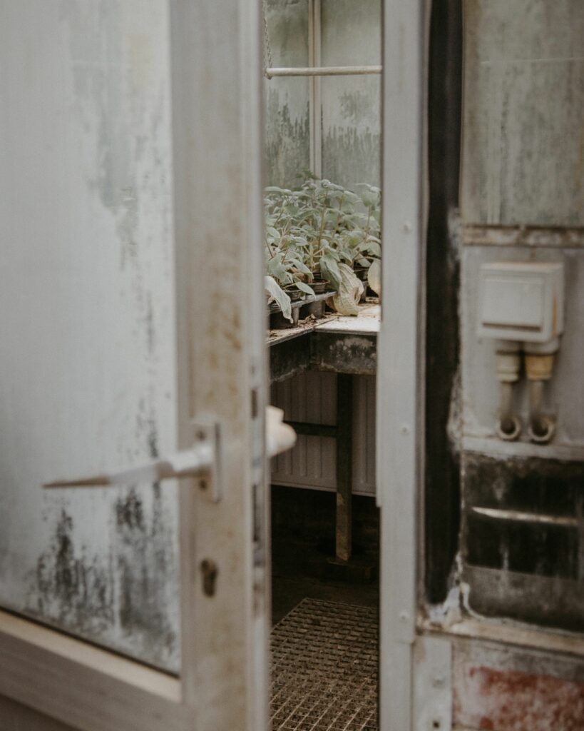 An open door reveals lush plants inside a rustic greenhouse, creating a serene atmosphere